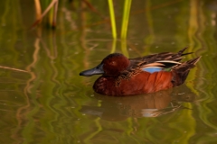 Cinnamon Teal Port Aranasas Texas