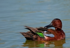 Cinnamon Teal Preening Port Aransas Texas