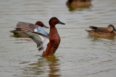 Cinnamon Teal Wings Back Port Aranasas Texas