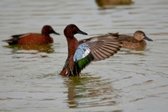 Cinnamon Teal Wings Forward Port Aranasas Texas