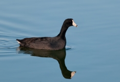 Coot Port Aransas Texas