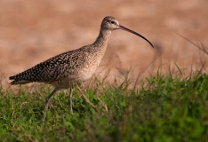 Curlew Rockport Texas