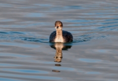 Eared Grebe Frontal Port Aranansas Texas