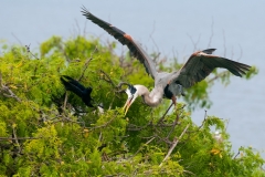 Egg Stealing Grackle Bails Out as Great Blue Heron Defends It's Nest San Antonio Bay Rookery Island