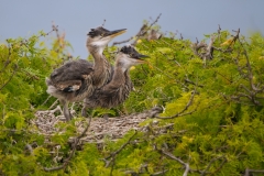 Great Blue Heron Juveniles Impatiently Waiting for Adults to Return with Food San Antonio Bay Rookery Island