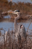 Great Blue Heron Out of the Wind