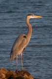 Great Blue Heron Standing Rockport Texas