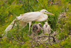 Great Blue Heron White Morph with Juveniles White Morph and Normal San Antonio Bay Rookery Island_