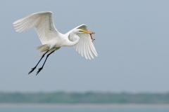 Great Eget Flies By With Nesting Material San Antonio Bay Rookery Island