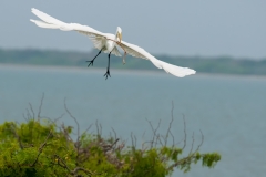 Great Egret Brings Material Back to Nest San Antonio Bay Rookery Island