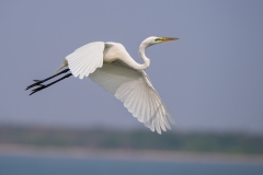 Great Egret Flying Away From Nesting Area San Antonio Bay Rookery Island