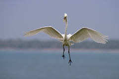 Great Egret Landing in Nesting Area San Antonio Bay Rookery Island