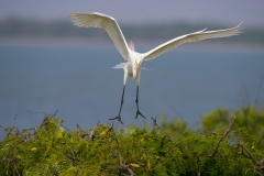 Great Egret Touching Down in Nesting Area San Antonio Bay Rookery Island