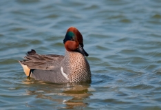 Green-winged Teal Close up Aranasas Pass Texas