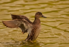 Green-winged Teal Female Wing Spread