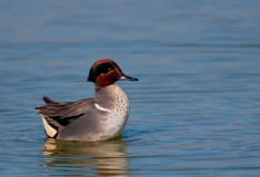 Green-winged Teal Puffed Port Aransas Texas