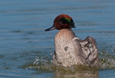 Green-winged Teal Thrashing Port Aransas Texas