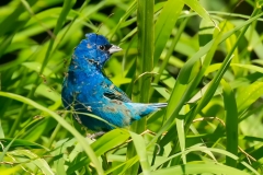 Indigo Bunting Birding Center Port Aransas Texas