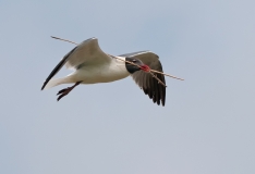 Laughing Gull Collecting Nesting Material Rockport Texas