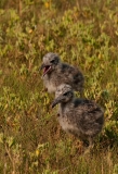 Laughing Gull Fledglings