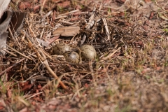 Laughing Gull Nest Rockport Texas