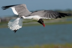 Laughing Gull Searching