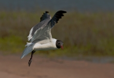 Laughing Gull in Flight Rockport Texas