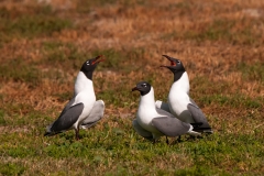 Laughing Gulls Postering at Nesting Site Rockport Texas