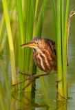 Least Bittern Aransas Pass Portrait