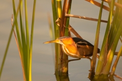 Least Bittern Port Aransas Texas