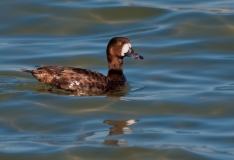 Lesser Scaup Rockport Texas