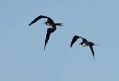 Magnificant Frigate Bird Pair Port Aransas Texas