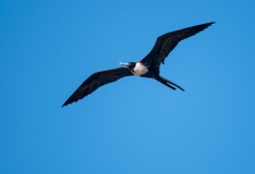 Magnificant Frigate Bird Port Aranasas Texas