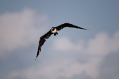 Magnificant Frigate Bird Port Aransas