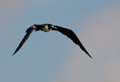 Magnificant Frigate Bird Wings Down Beat Port Aransas