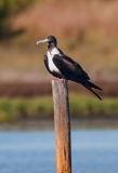 Magnificant Frigate Bird on Post Port Aransas Texas