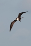 Magnificant Frigate Bird on the Wing Port Aransas Texas