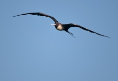 Magnificant Frigate Bird on the Wing