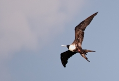 Magnificant Frigate bird turning