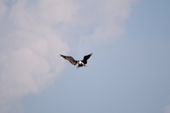 Magnificant Frigate bird wings spread