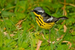 Magnolia Warbler Port Aransas Texas