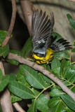 Magnolia Warbler Ready to Leap Port Aransas Texas