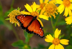 Milkweed Butterfly Aransas Pass