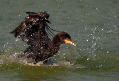 Neotropic Cormorant Port Aransas