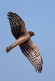 Northern Harrier Port Aranasas Texas