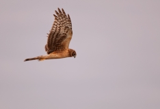 Northern Harrier on the Prowl Port Aranasas Texas