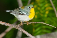 Northern Parula Port Aransas Texas