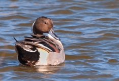 Northern Pintail Port Aranasas Texas