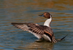 Northern Pintail Wings Forward Port Aransas Texas