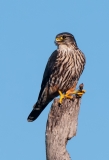 Peregrine Falcon Eating a Dragonfly Aransas National Wildlife Refuge